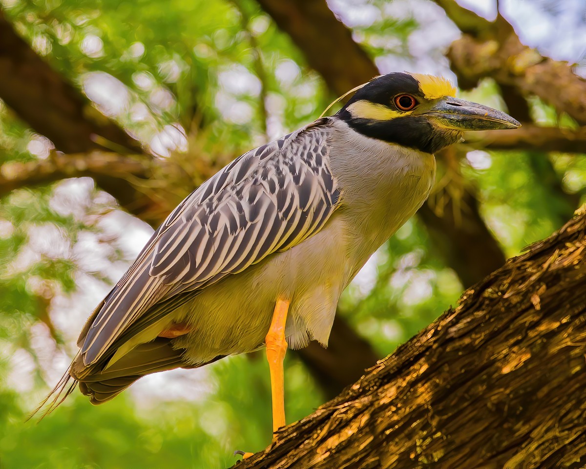 Other Water Birds Texas Photo Man